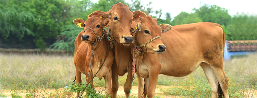 Proportion of cows still open after calving with normal resumption