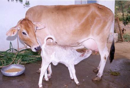 Nutritional Care After Calving | Farmers' Corner
