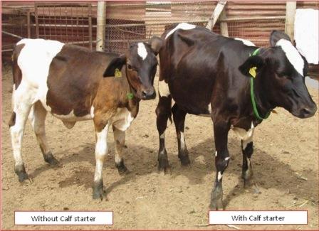 Calf Feeding Chart