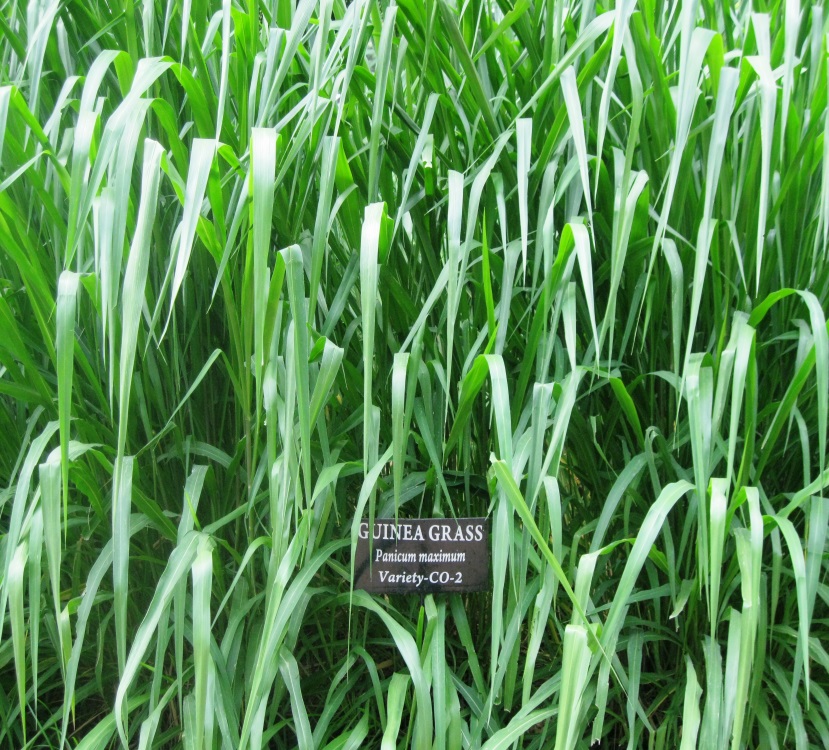 Guinea Grass | Farmers' Corner