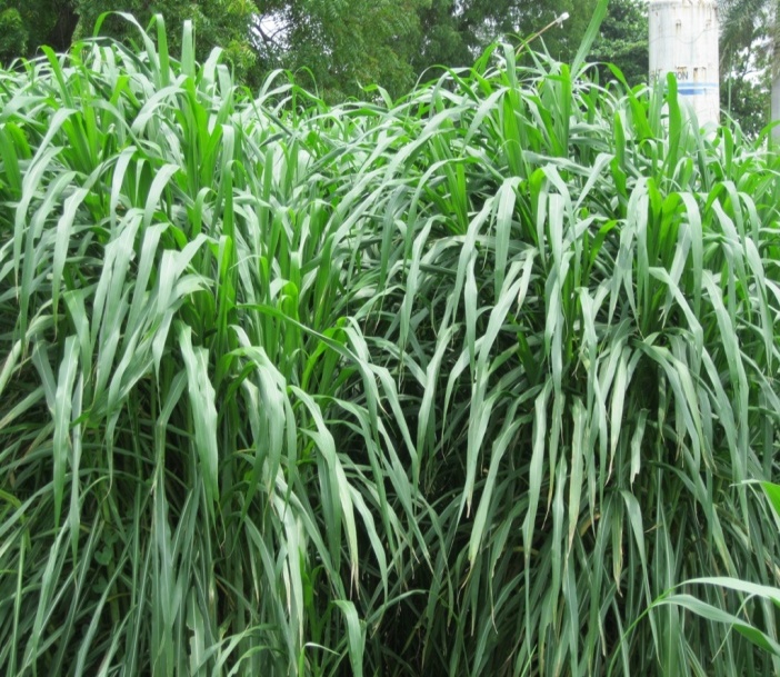 Image result for hybrid napier grass images