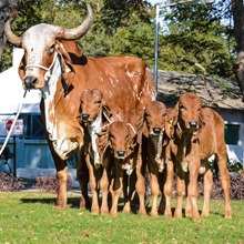 Animal Breeding