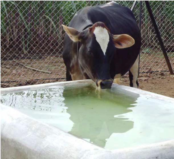 Importance of Drinking Waiter for Dairy Animals | Farmers' Corner